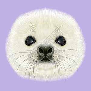 冰宝贴哈普海豹的肖像紫罗兰背景的哈普海豹宝插画