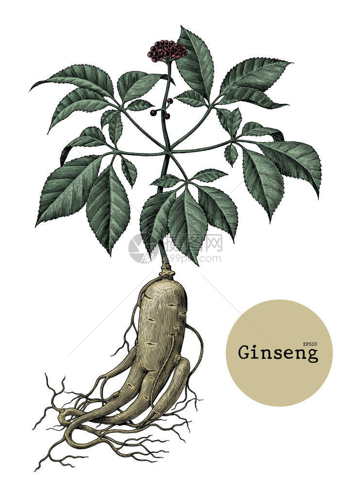 Ginseng手绘画图片