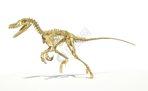 澄江化石地科学上完全正确的骨架插画