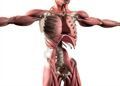 人肺解剖模型3D插图背景图片
