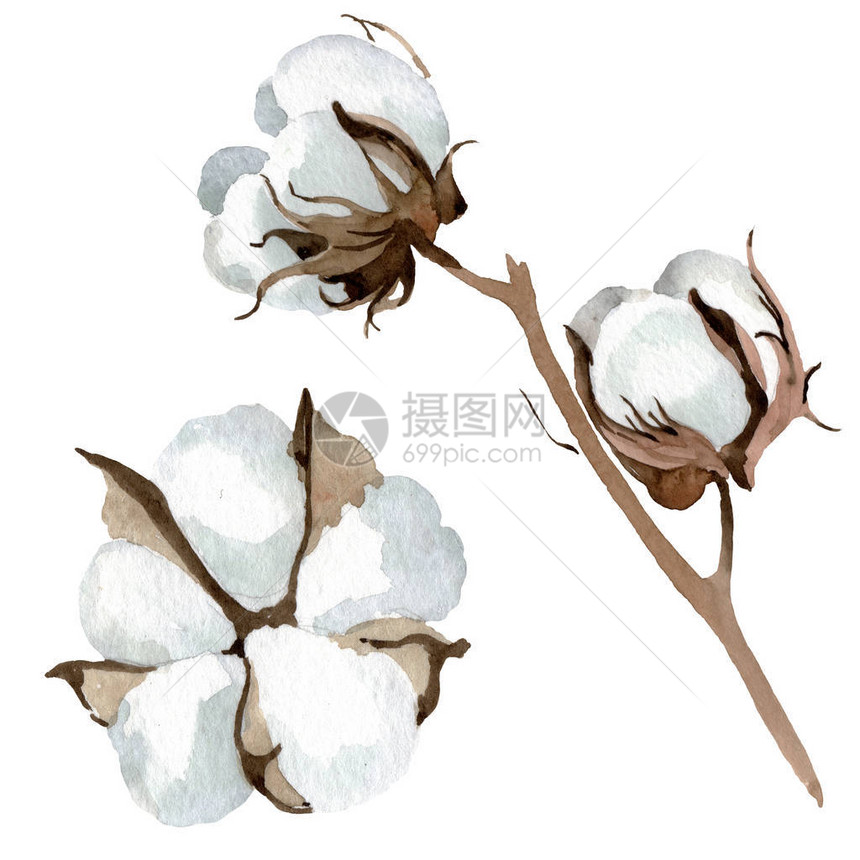 白色棉花植物花野生春叶野花水彩背景插图集水彩画水彩画孤立的图片