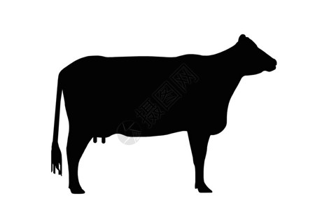 黑白一头奶牛的肖像图片