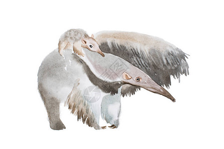 水彩图Anteater家庭图片