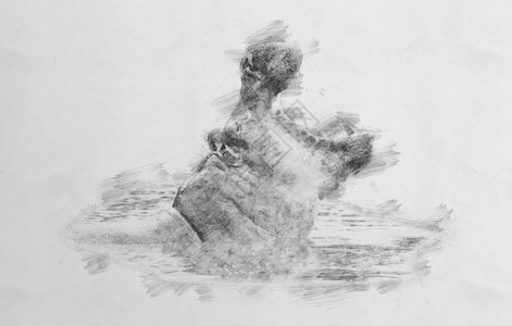 河马黑白素描用铅笔图片