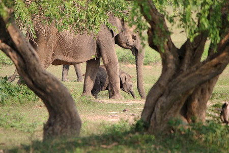 成年大象在树下抱着婴儿图片