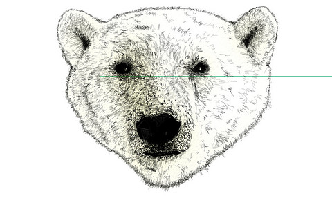 北极熊北极熊组织负责人关图片