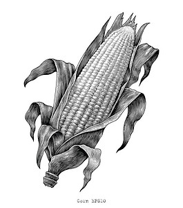 玉米手绘复古雕刻插图图片