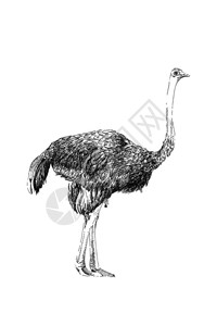 阿纳萨Ostrich手绘插图原插画