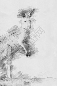 袋鼠黑白素描用铅笔图片