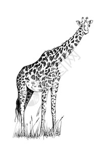 萨凡纳Giraffe手画图原插画