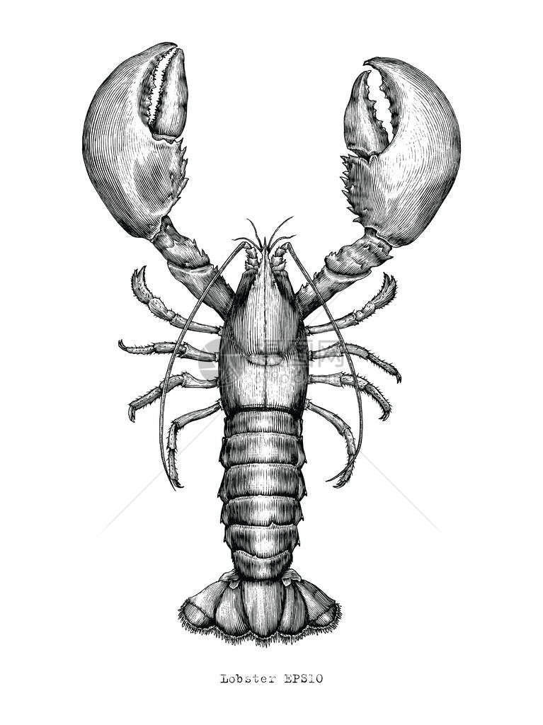 龙虾手绘复古雕刻插图图片