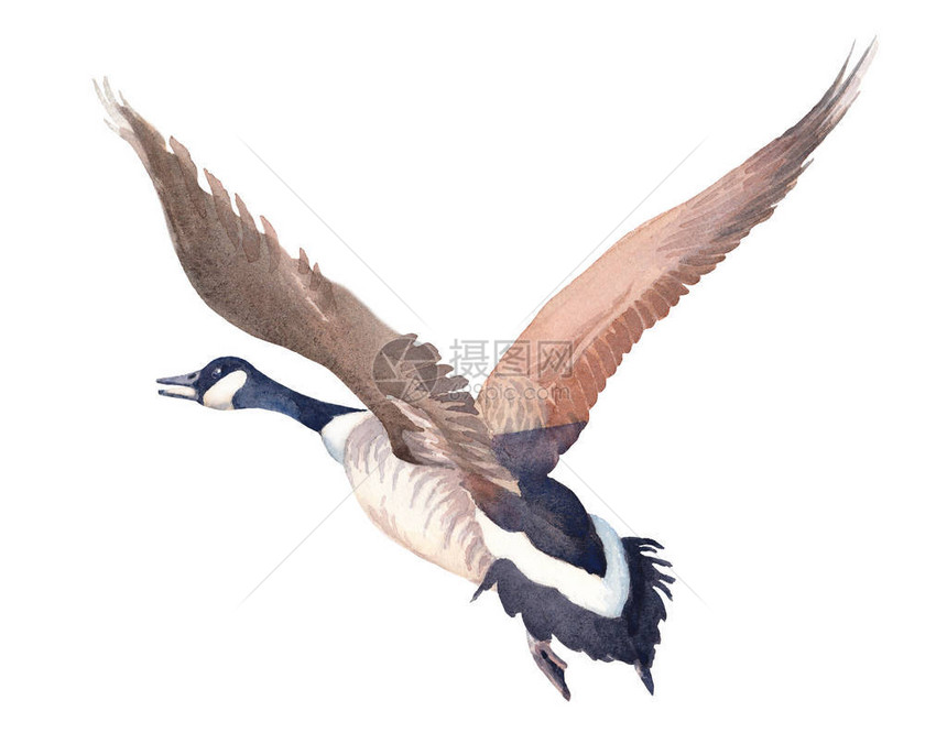 手画了白色背景上的加拿大飞鹅的草图片