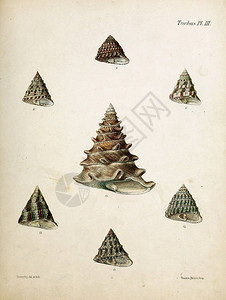 贝壳的插图Conchologiaiconica图片