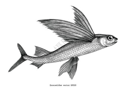 Exocoetidae或飞鱼手绘图片