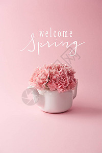 粉红背景的白茶壶中的粉红康乃馨花图片