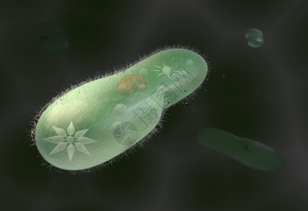 纤毛柱状细胞模型生物微生物草履虫3d渲染设计图片