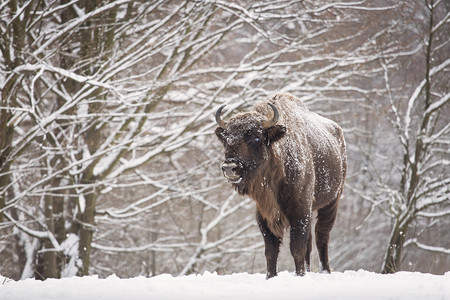 在斯诺的野牛冬日图片