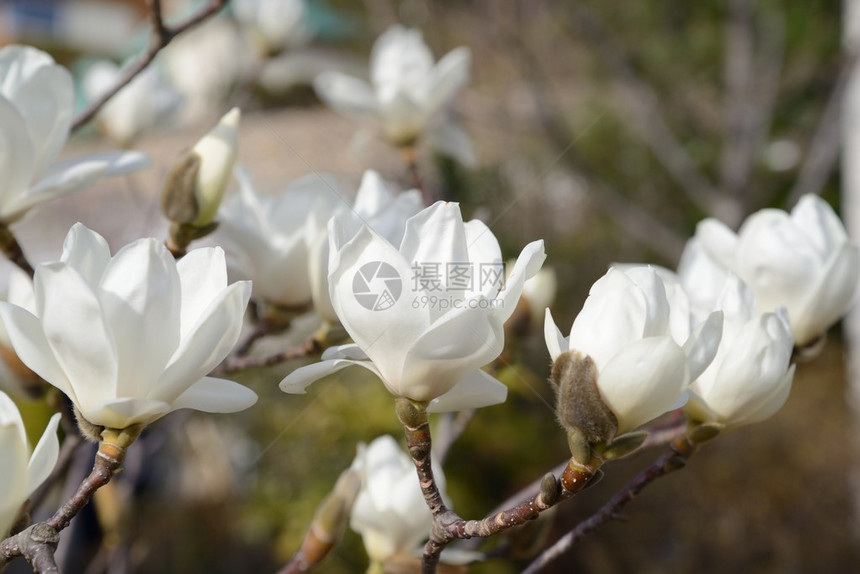一朵美丽的白玉兰花气味清新图片