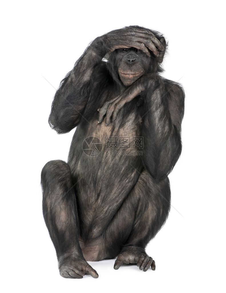 黑猩和波诺博之间混血图片