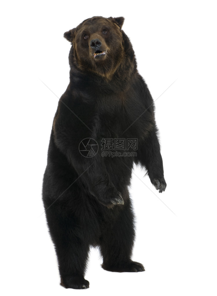 西伯利亚布朗熊12岁站在白图片