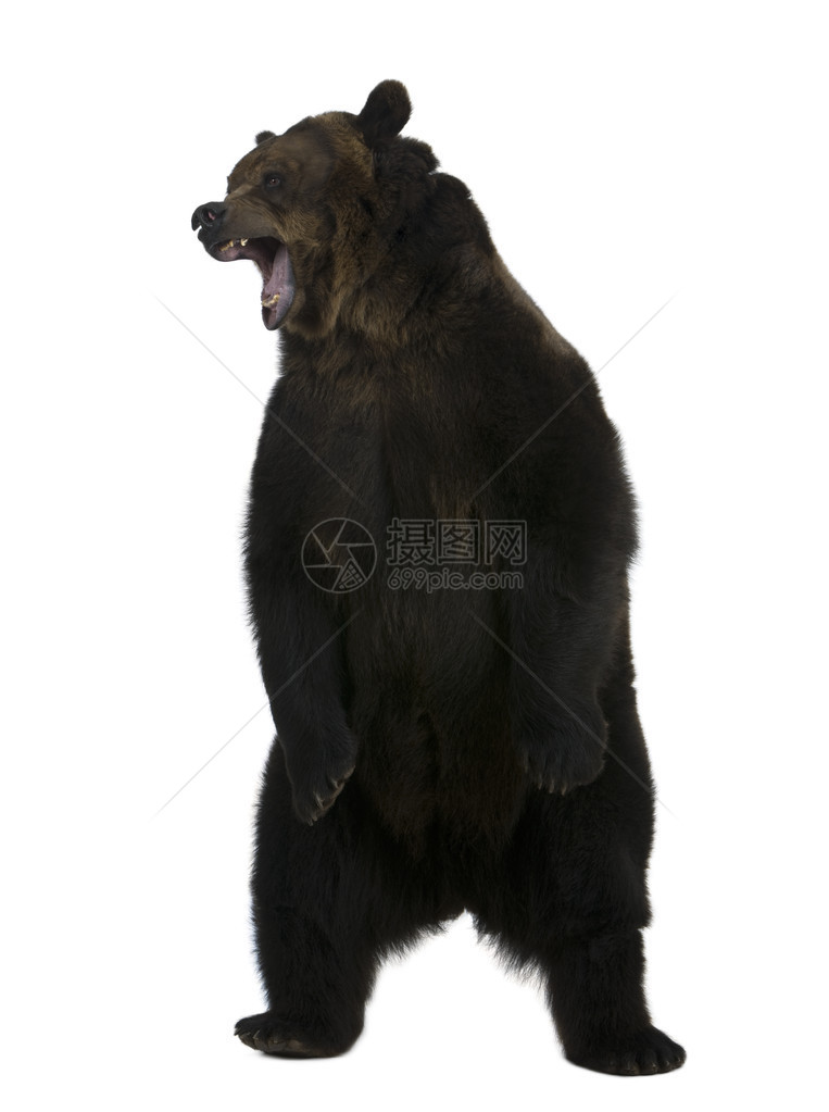 灰熊10岁在白色背景下直立图片