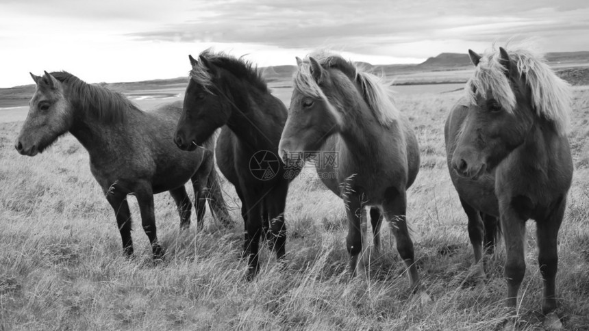 冰岛马黑白摄影图片