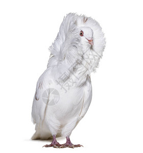 白色雅各宾鸽在白色背景下的肖像高清图片