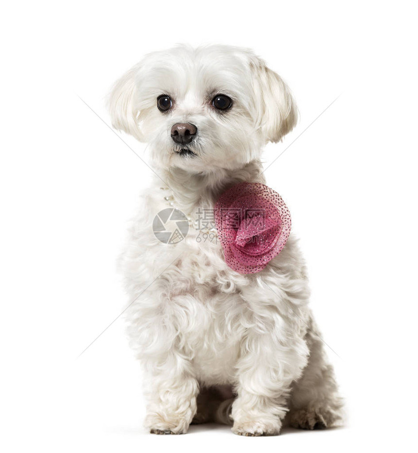 穿着粉红色的马耳他狗在白图片