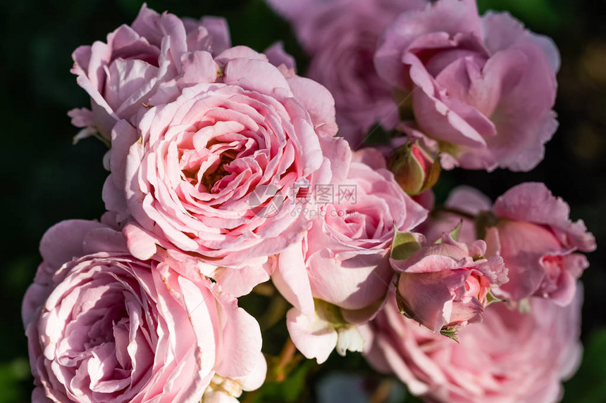 阳光明媚的一天在花园里露出粉红玫瑰图片