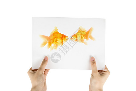 白色背景的金鱼被图片