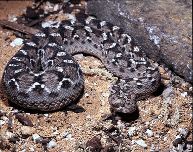 索彻雷克的锯刻尺寸毒蛇Echiscalinatussochureki图片