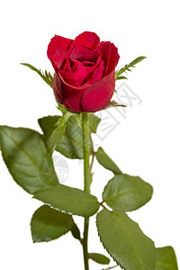玫瑰是蔷薇科蔷薇属的多年生木质多年生植物有100多种它们形成一组植物图片