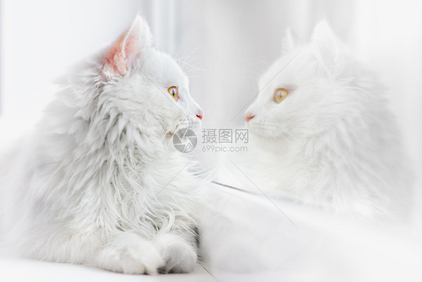 美丽的白猫照片在高调图片