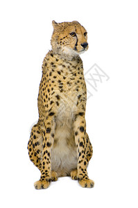 Cheetah的拍摄工作室图片