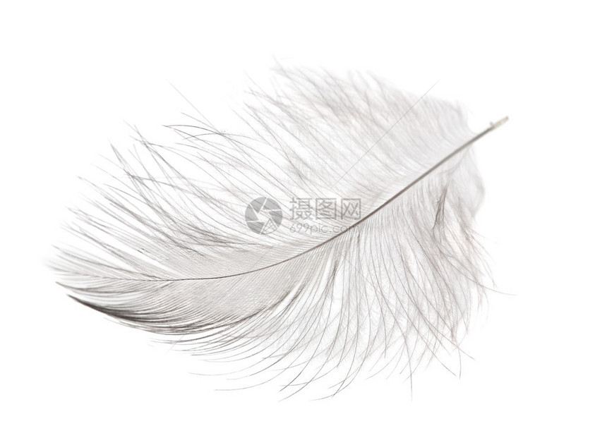 孤立在白色背景上的单根蓬松轻羽毛图片