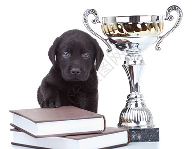 小冠军可爱的黑色拉布多小狗坐在一大堆书上图片