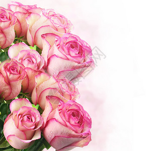 粉红色的新鲜玫瑰特写图片