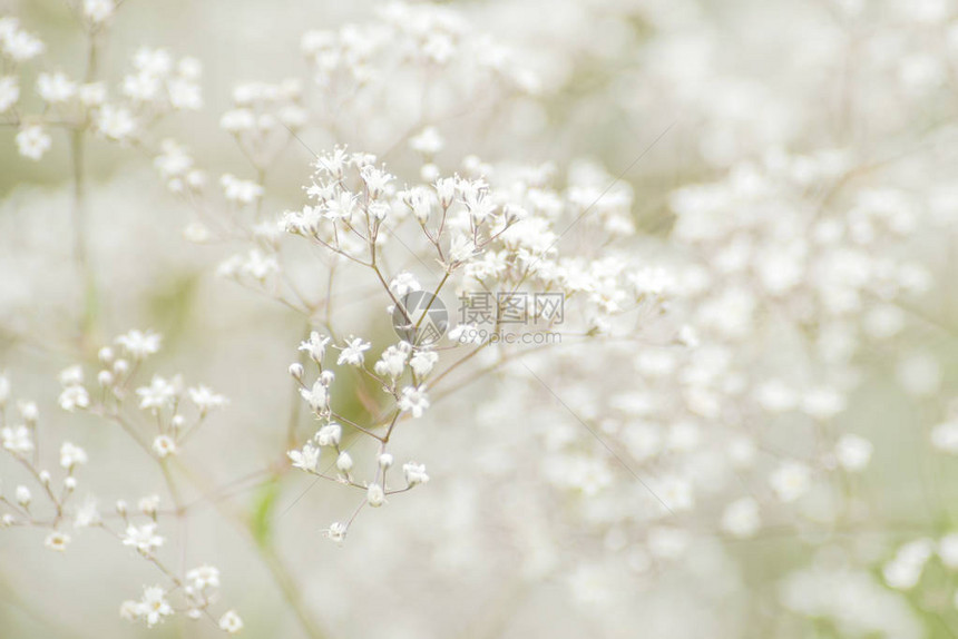 呼吸花朵或Gypsophila图片