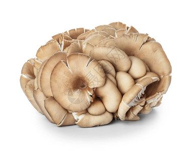 白色背景上的生蘑菇图片