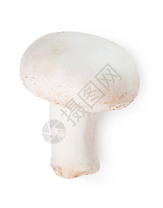 新鲜的蘑菇白色衬底上分离背景图片