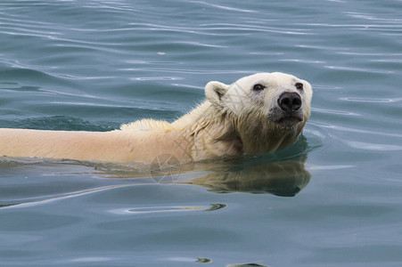 北极熊在斯瓦尔巴德水域游高清图片