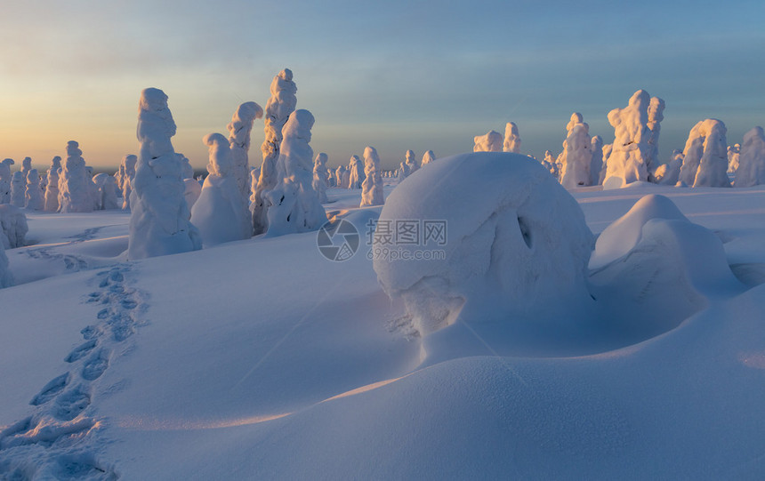 大雪和树木被积雪缠绕全球变暖的征兆图片