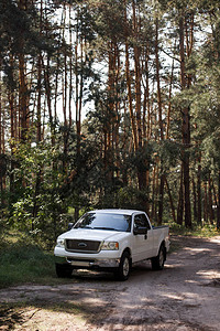 白色皮卡车在林中与图片