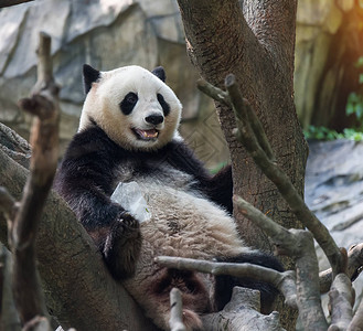 熊猫坐在树上图片