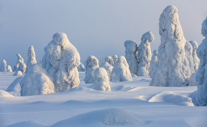 大雪和树木被积雪缠绕全球变暖的征兆图片