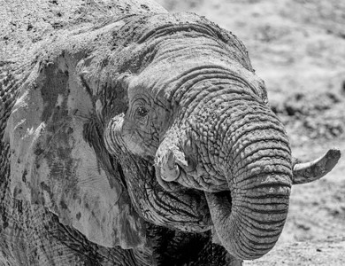 非洲大象脸的特写细节图片