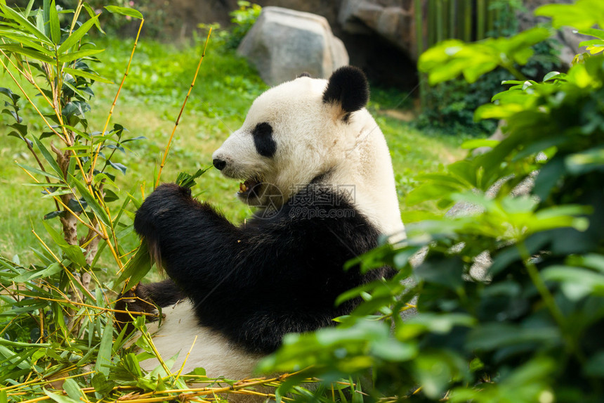 吃青竹的熊猫紧图片