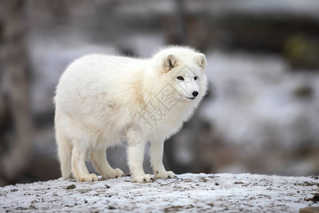 北极狐背景图片