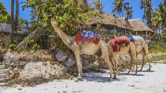 骆驼在凯尼亚的海滩上海水清澈背景图片