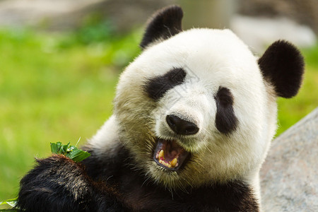 饥饿的大熊猫吃竹子背景图片